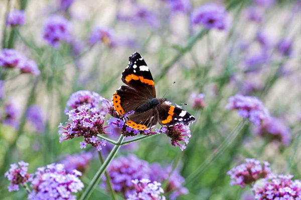日光の下で紫の花に蝶します。 — ストック写真