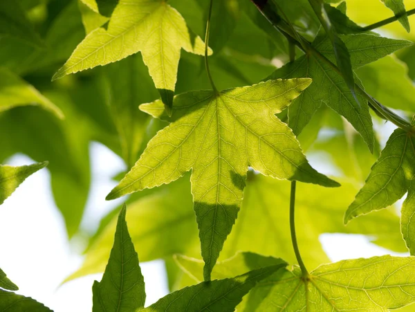 Tak met verse groene bladeren in bos — Stockfoto