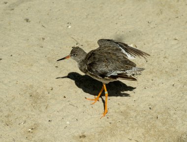 Kum güneş ışığı üzerinde kuş