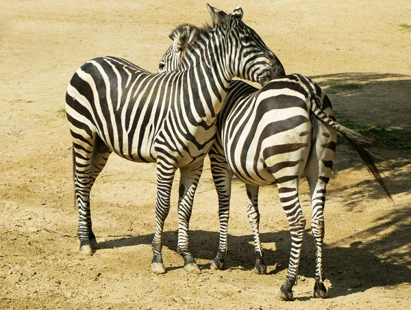 Δύο ζέβρες σε ζωολογικό κήπο στη Γερμανία — Φωτογραφία Αρχείου