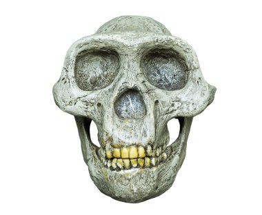 The skull of Australopithecus africanus from Africa clipart