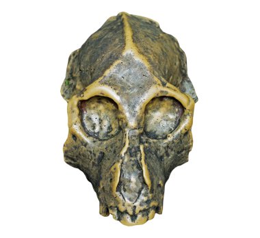 Dryopithecus antik maymun onwhite arka plan kafatası