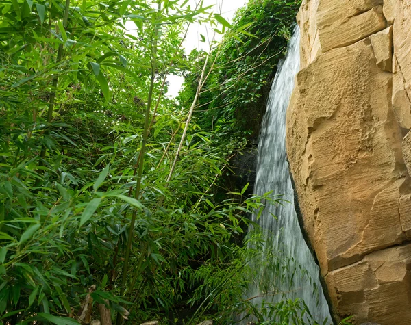 Ramos de bambu no spray da cachoeira — Fotografia de Stock