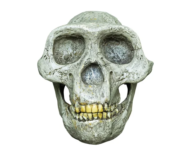 Der schädel von australopithecus africanus aus afrika — Stockfoto