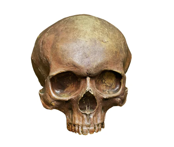 De schedel van de Homo sapiens sapiens op witte achtergrond — Stockfoto