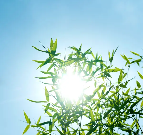 Branche de bambou contre le ciel dans la lumière du soleil — Photo