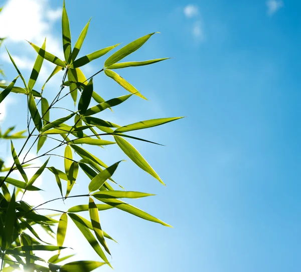 Branch of bamboo against the sky in the sunlight — Stock Photo, Image