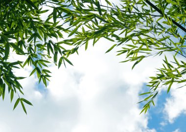 Gökyüzü insunlight karşı bambu dalları