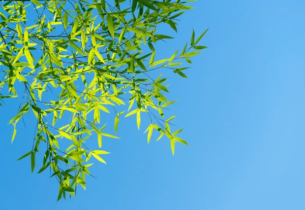 Las ramas de bambú contra el cielo a la luz del sol — Foto de Stock