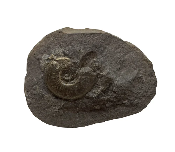 Les fossiles d'Ammonites sur fond blanc — Photo