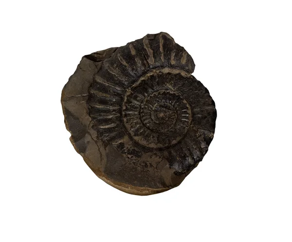 Die Ammoniten-Fossilien auf weißem Hintergrund — Stockfoto