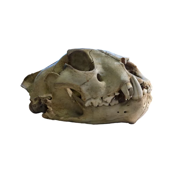 The Ancient skull cat on a white background — Stock Photo, Image