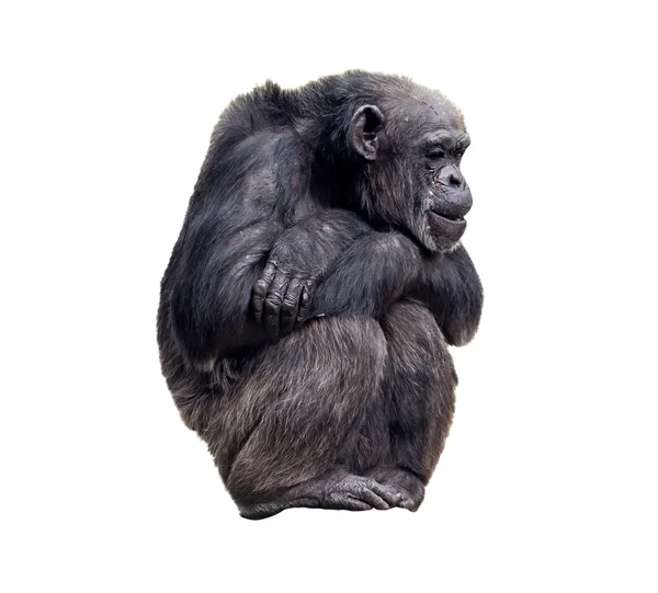 Sitting chimpanzee on the white background — Stock Photo, Image