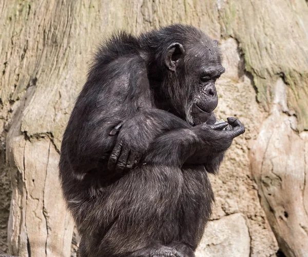 Sesión Joven Chimpancé Simia Troglodytes Delante De Un Fondo Blanco Foto de  stock y más banco de imágenes de Mono - Primate - iStock