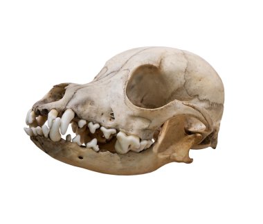Beyaz bir arka plan üzerinde Antik kafatası köpek