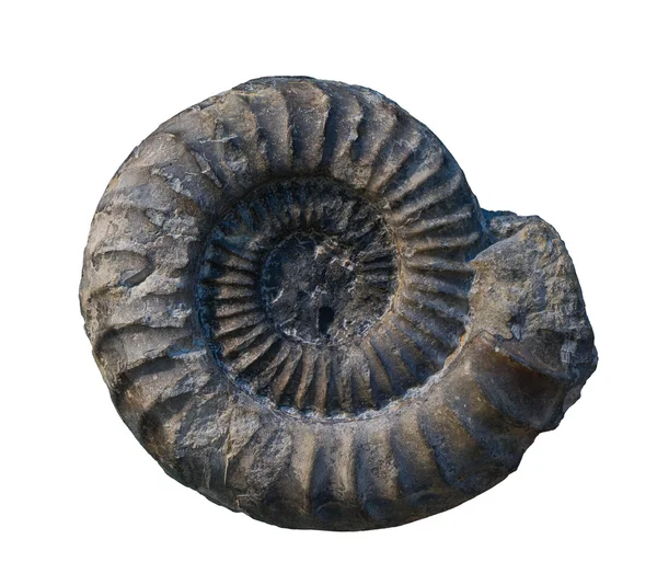 Les fossiles d'ammonite sur fond de whte — Photo