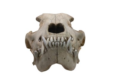Beyaz bir arka plan üzerinde Antik kafatası köpek
