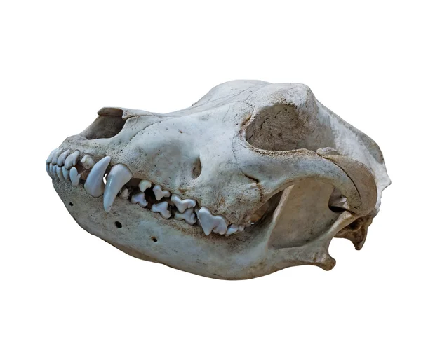 A koponya ősi kutya-fehér alapon — Stock Fotó