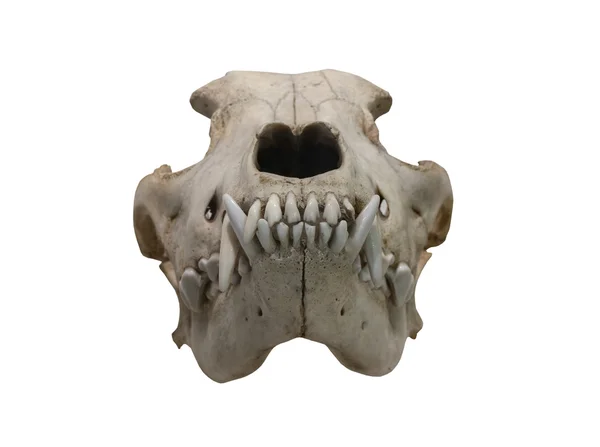 The Ancient skull dog on a white background — Stock Photo, Image