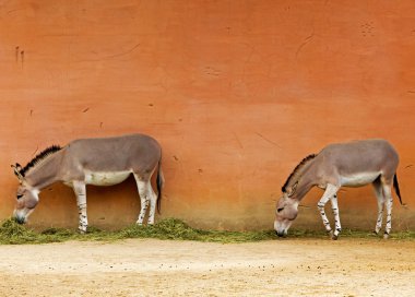 Hayvanat Bahçesi duvarının yakınında iki Somali yabani eşekler