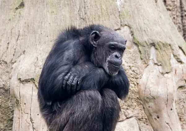 Sitzender Affenschimpanse im Zoo auf Holz-Hintergrund — Stockfoto