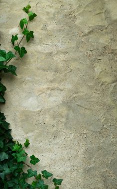 Eski sıva duvar ve yeşil sarmaşık