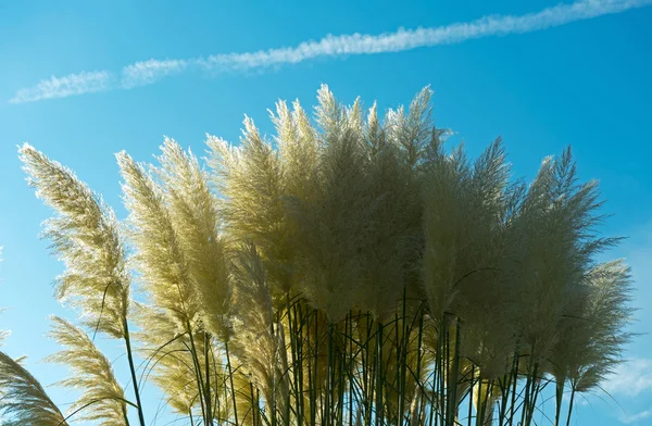 Withered grass in the sunlight against  sky — Stock Photo, Image