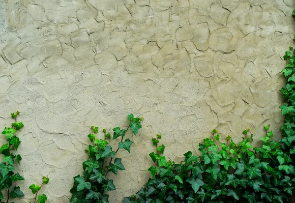Staré omítky zdi a zeleným břečťanem — Stock fotografie