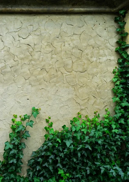Staré omítky zdi a zeleným břečťanem — Stock fotografie