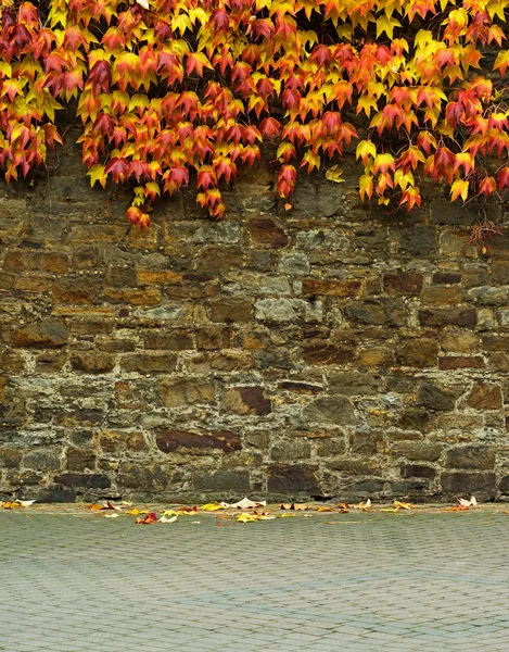 Il vecchio muro di pietra e edera rossa autunnale — Foto Stock