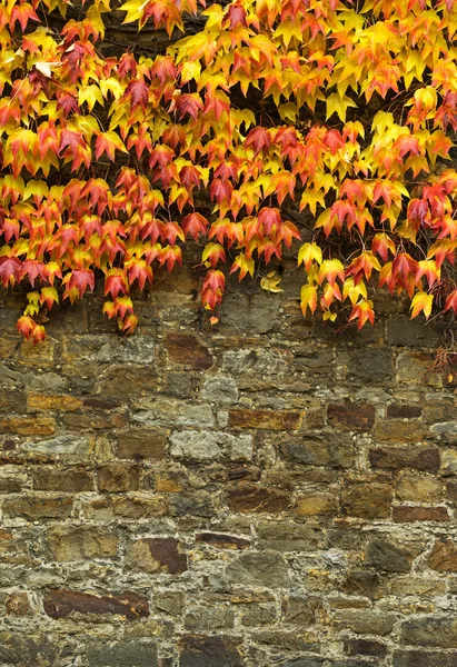 La vieja pared de piedra y la hiedra roja del otoño — Foto de Stock