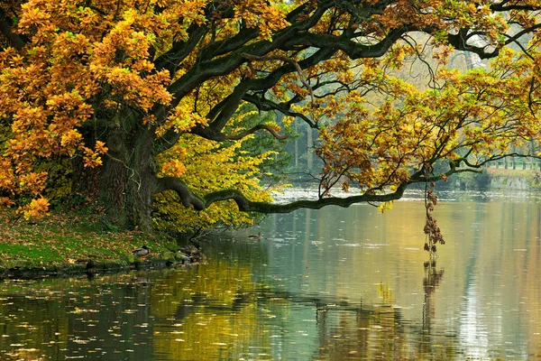 The autumn oak tree over water of  pond — Stock Photo, Image