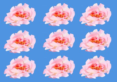 Mavi arka planda pembe güzel çiçekler