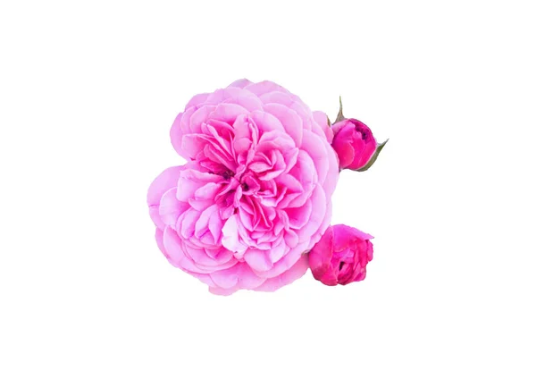 Рожева красива квітка на білому тлі — стокове фото