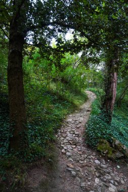 Yeşillik ve dingin büyülü orman manzarasıyla çevrili Fransız kırsalındaki yoğun bir ormanda dolambaçlı bir yol doğa yürüyüşçüleri için huzurlu ve manzaralı bir kaçış sunuyor.