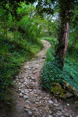 Yeşillik ve dingin büyülü orman manzarasıyla çevrili Fransız kırsalındaki yoğun bir ormanda dolambaçlı bir yol doğa yürüyüşçüleri için huzurlu ve manzaralı bir kaçış sunuyor.