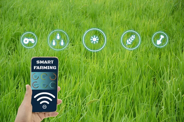 Smart Agricoltore Azienda Smartphone Risaie Controllo Della Produzione Concetto Tecnologia — Foto Stock