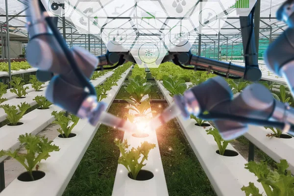 Robot Kolu Denetimi Hasat Izleme Operasyonu Tarım Ürünleri Çiftliği Konsept — Stok fotoğraf