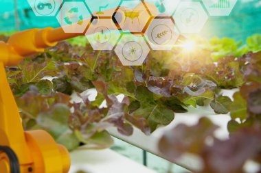 Robot kolu denetimi ve hasat ve izleme operasyonu tarım ürünleri çiftliği, konsept teknoloji tarım endüstrisi 4.0, yapay zeka veya yapay zeka ile