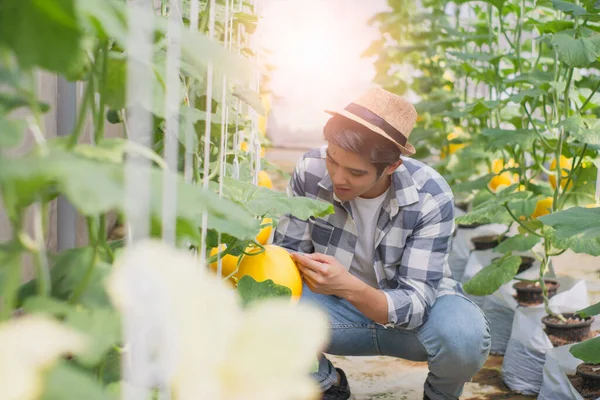 Portrait young smart farmers and entrepreneurs happy garden,checking quality and take care of melon products,fresh organic in greenhouses in morning,business concept,organic industry,smart agriculture