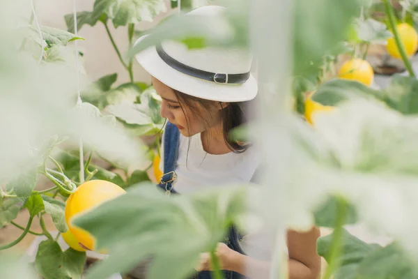 Young woman smart farmers and entrepreneurs happy in garden,use tablet checking quality,and take care melon product,fresh organic in greenhouses,business concept,organic industry,smart agriculture