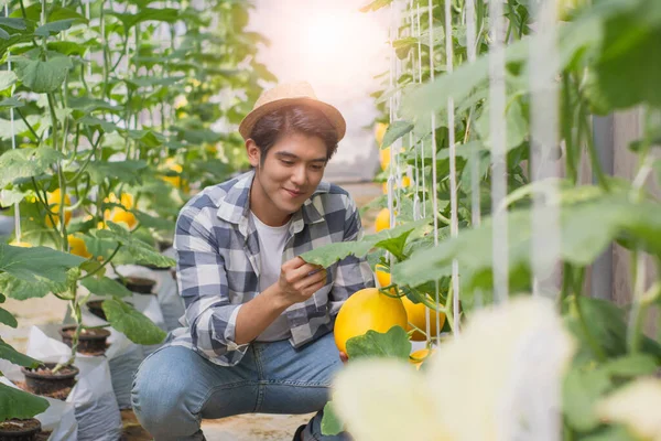 Portrait young smart farmers and entrepreneurs happy garden,checking quality and take care of melon products,fresh organic in greenhouses in morning,business concept,organic industry,smart agriculture