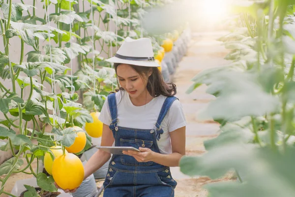 Young woman smart farmers and entrepreneurs happy in garden,use tablet checking quality,and take care melon product,fresh organic in greenhouses,business concept,organic industry,smart agriculture