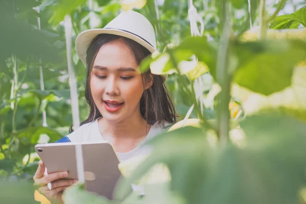 Young woman smart farmers and entrepreneurs happy in garden,use tablet checking quality,and take care melon product,fresh organic in greenhouses,business concept,organic industry,smart agriculture