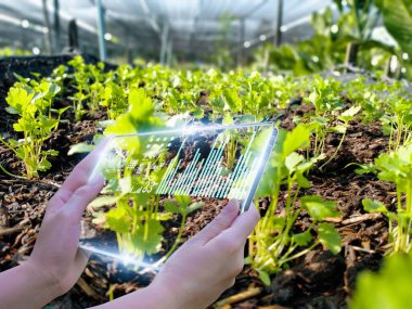 Akıllı tablet kullanan iş kadını, organik sebze evi üretim kontrolü, tarımsal ürün kontrol teknolojisi, gelecekteki dünya pazarına ticaret, verimliliği izleme, tarım uydusu
