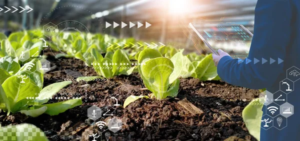 Akıllı tablet, organik sebze evi üretim kontrolü, tarımsal ürün kontrol teknolojisi kullanan bir işadamı, gelecekteki ticaret dünyası pazarına, verimliliğe, tarım uydusuna