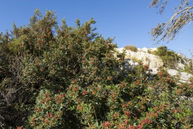 Kaya arka planında kırmızı çiçekli yeşil çalı ve mavi gökyüzü