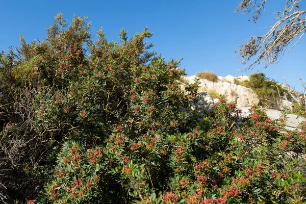 Grüner Strauch Mit Roten Blumen Auf Felsen Und Blauem Himmel — Stockfoto