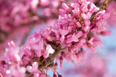 Bahçe ağaçlarının dalları güzel pembe çiçekler açıyor. Yakın plan, ilkbahar güneşli bir gün, İspanya..