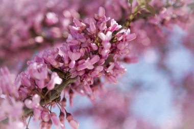 Bahçe ağaçlarının dalları güzel pembe çiçekler açıyor. Yakın plan, ilkbahar güneşli bir gün, İspanya..
